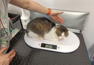 Berek – aktualizacja