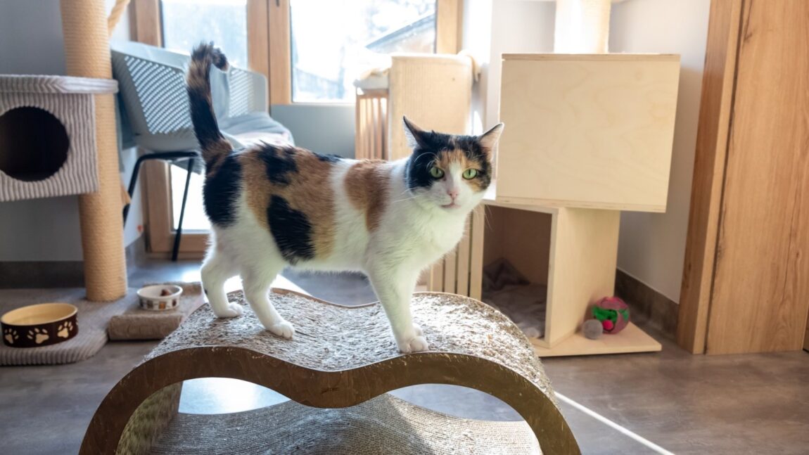 Calico – aktualizacja