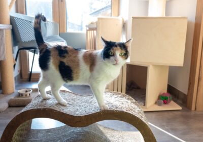 Calico – aktualizacja