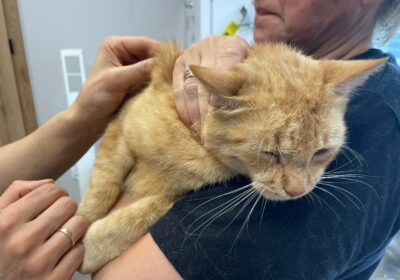 Cherry – aktualizacja