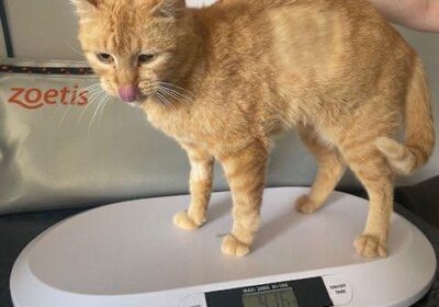 Cherry – aktualizacja