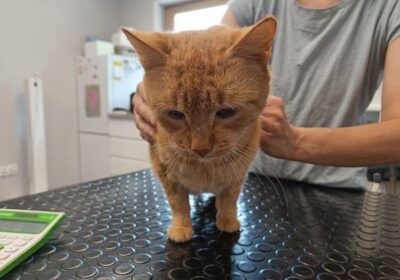 Cherry – aktualizacja