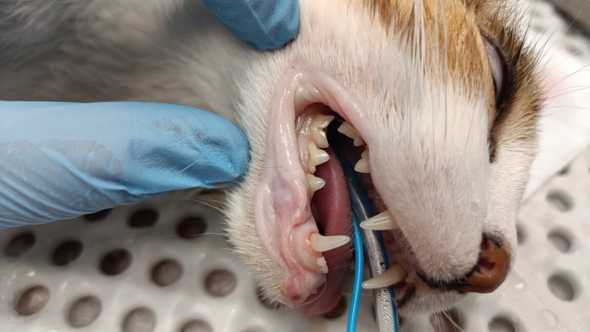 Gouda – aktualizacja