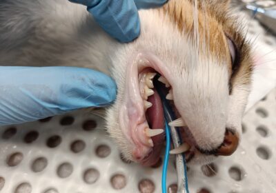 Gouda – aktualizacja