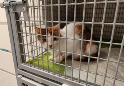 Gouda – aktualizacja