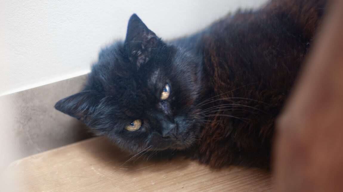 Kićka potrzebuje tomografii