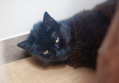 Kićka potrzebuje tomografii