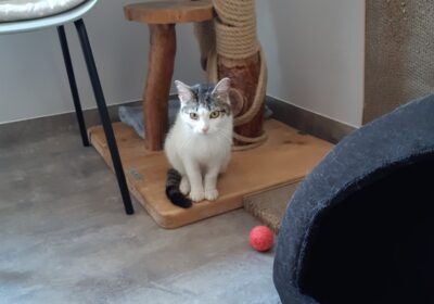 Kimi – aktualizacja