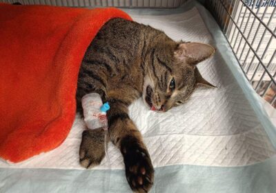 Lola – aktualizacja