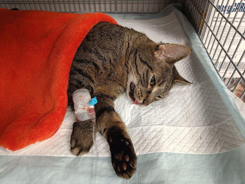 Lola – aktualizacja