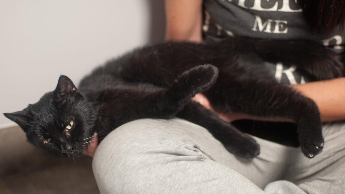 PILNE! Wciąż szukamy domu tymczasowego dla Misiora!