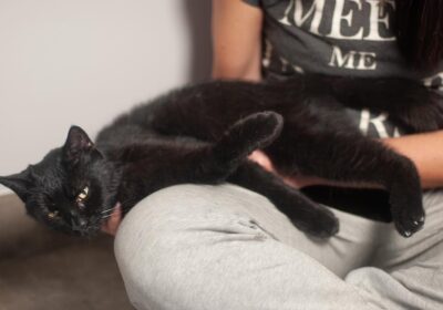 PILNE! Wciąż szukamy domu tymczasowego dla Misiora!