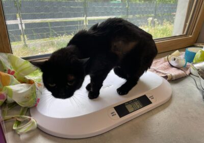 Radek – aktualizacja