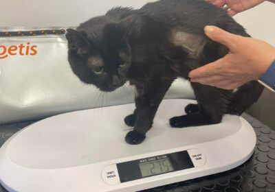 Radek – aktualizacja