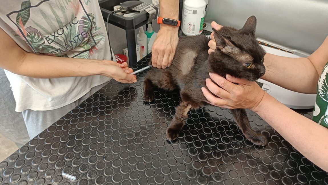 Radek – aktualizacja