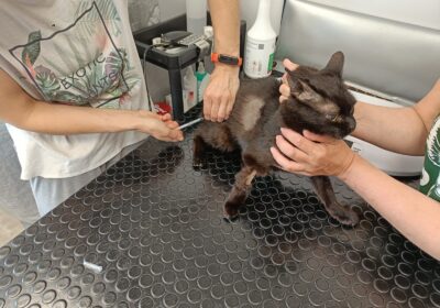 Radek – aktualizacja