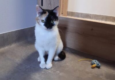 Raja – aktualizacja