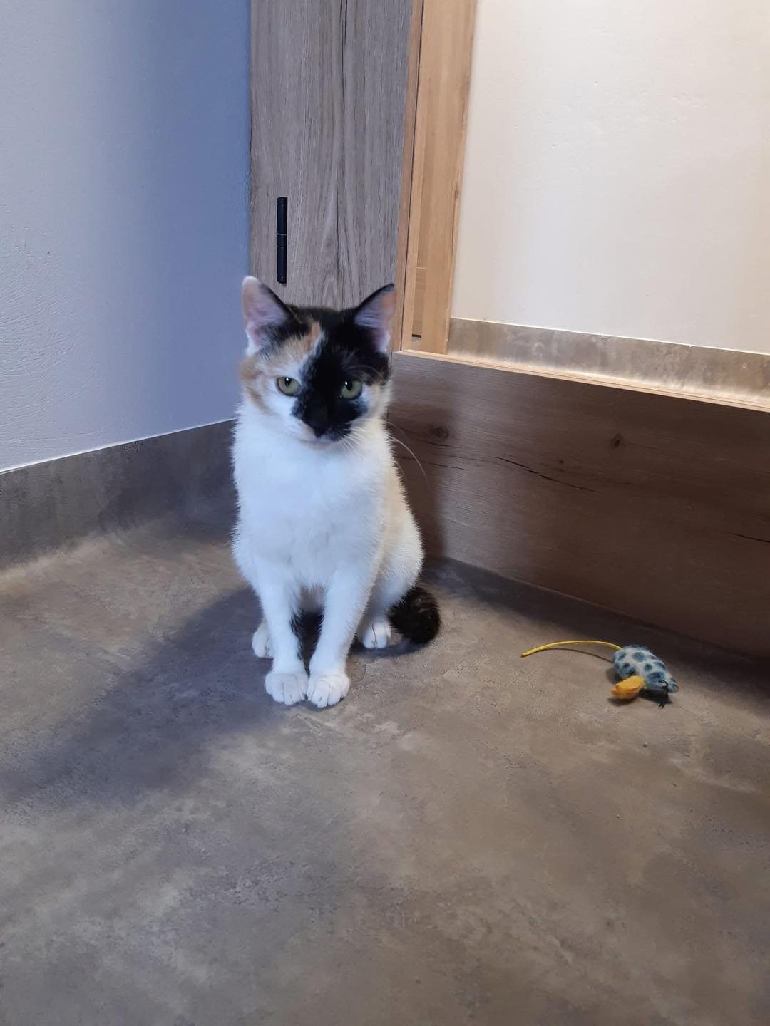 Raja – aktualizacja