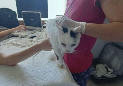 Specjalistyczne badania podopiecznych Mruczarni