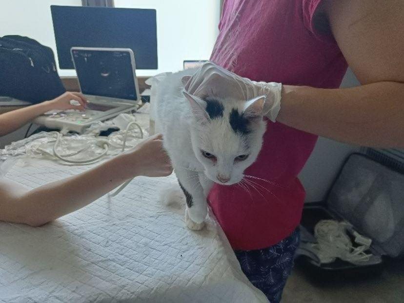 Specjalistyczne badania podopiecznych Mruczarni