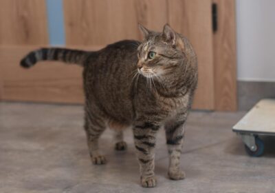 Bercia – aktualizacja