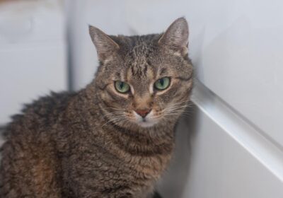 Bercia – aktualizacja