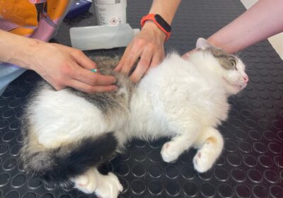 Berek – aktualizacja