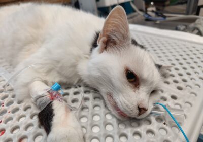 Białaska – aktualizacja