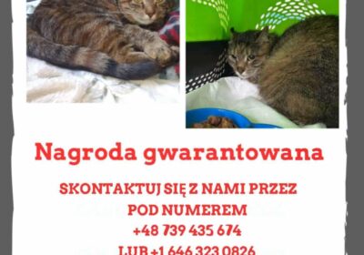 Zaginęła kotka Bunia – Lotnisko Chopina, Warszawa!