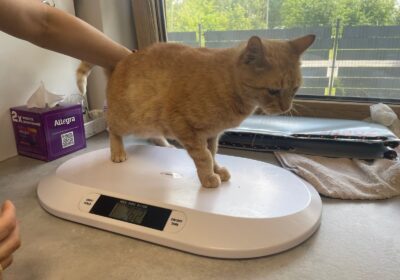 Cherry – aktualizacja