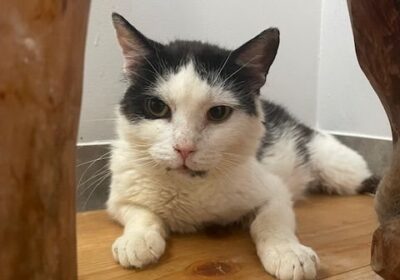 Gluten – aktualizacja