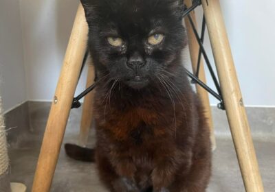 Kićka – aktualizacja