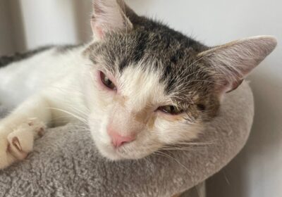 Kimi – aktualizacja