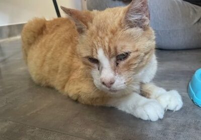 Kornik – aktualizacja