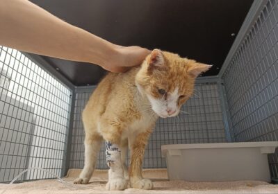 Kornik – aktualizacja