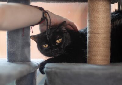 Radek – aktualizacja