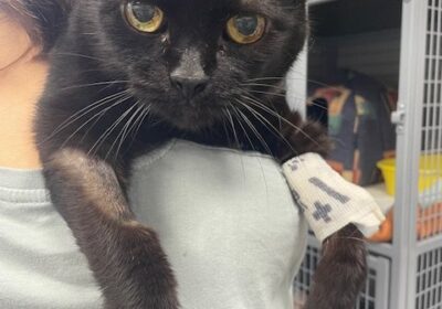 Radek – aktualizacja