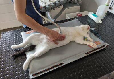 Reeva – aktualizacja