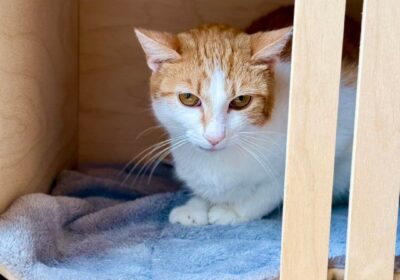 Świrek – aktualizacja