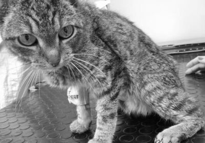 Tiara odeszła za TM