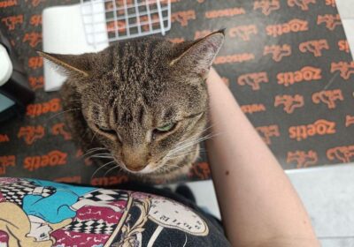 Bercia – aktualizacja