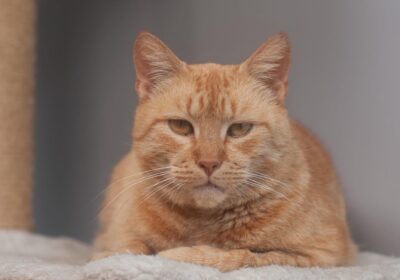 Cherry i Berek – aktualizacja