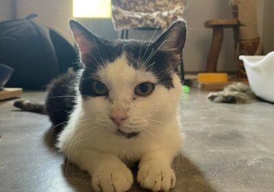 Gluten – aktualizacja