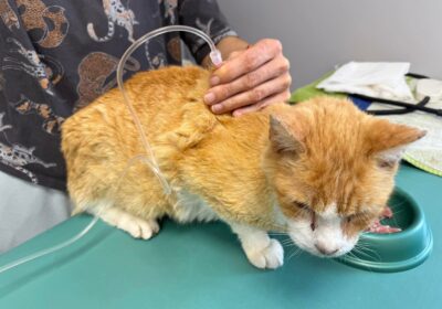 Kornik – aktualizacja