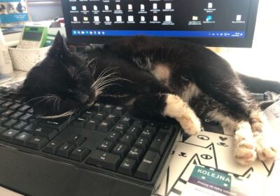 Krawat – aktualizacja