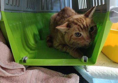 Mars wrócił na wolność