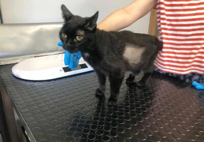 Radek – aktualizacja