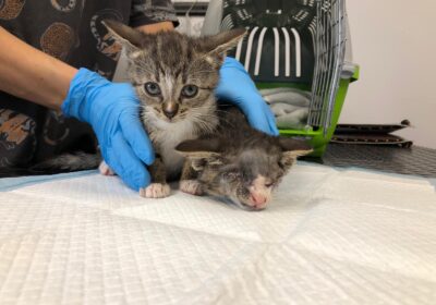 Tragiczna historia kociąt Steviego i Wonder