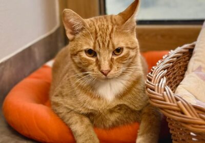 Szymon – aktualizacja