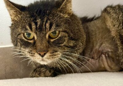 Ambroży – aktualizacja